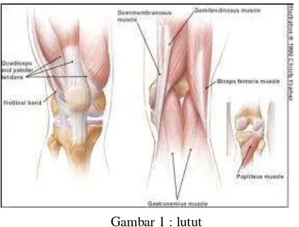 Gambar 1 : lutut  
