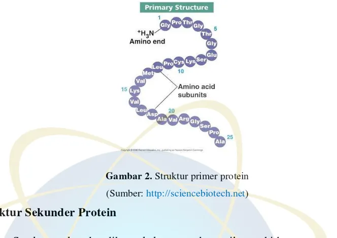 Gambar 3. Struktur sekunder protein 