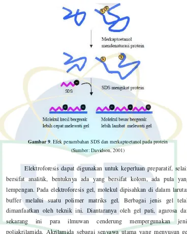 Gambar 9. Efek penambahan SDS dan merkaptoetanol pada protein 