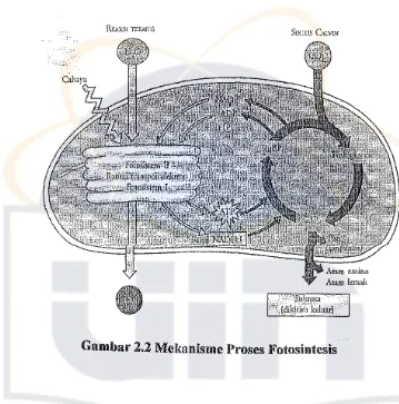 Gambar 2.2 Mekanisme Proses Fotosintesis