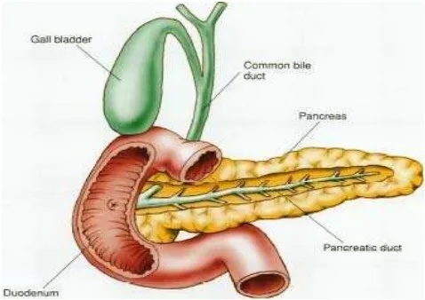 Gambar 2.1 Organ Pankreas 
