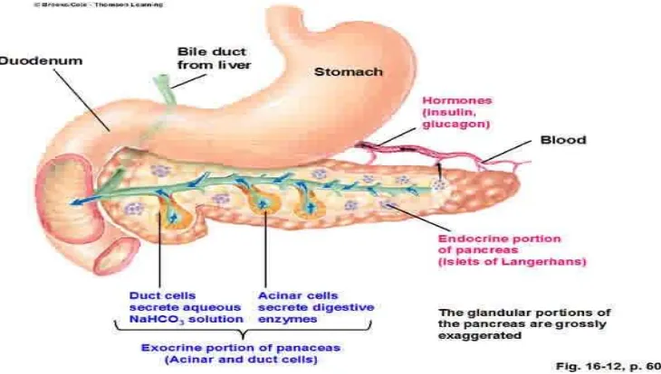 Gambar 2.2 Gambar yang menujukkan bagian pankreas dan  fungsinya 