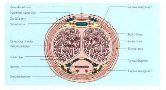 Gambar 1. Anatomi Penis