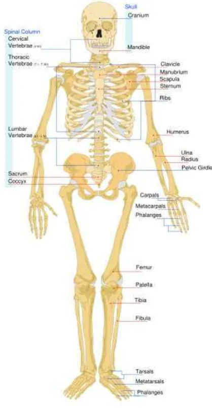 Figure 2.2 - Skeletal System  
