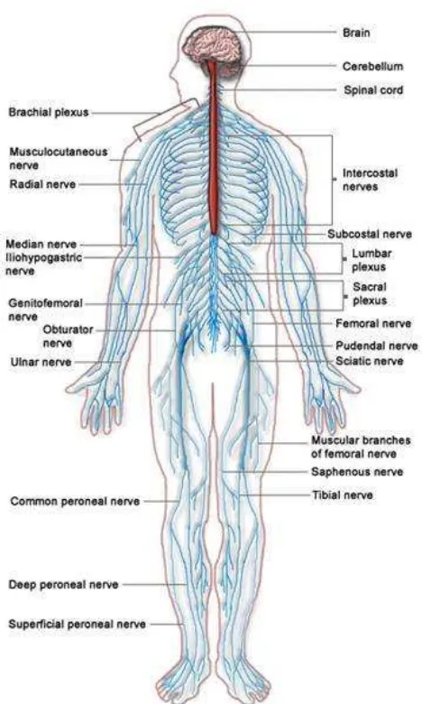 Figure 2-3 – Nervous System  