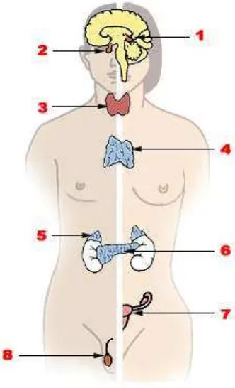 Figure 2.4 - Major endocrine glands (Male on the left, female on the right) 