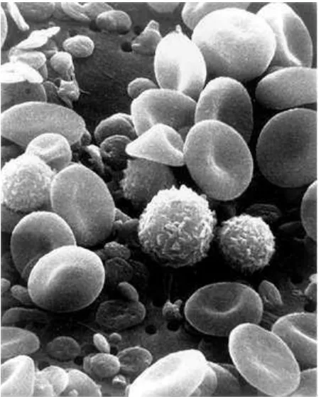 Figure 2.5 - Electron Micrograph of blood cells showing white blood cells, red blood cells and platelets 