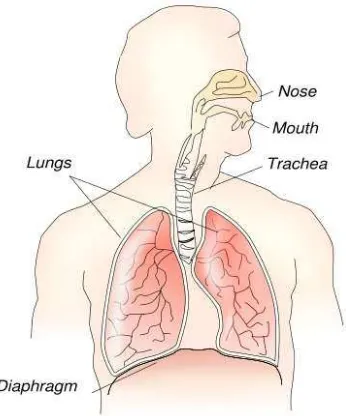 Figure 2.6 - Respiratory Sytem 