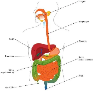 Figure 2.7 – The Gastro Intestinal Tract 