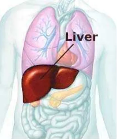Figure 2.8 The Liver 