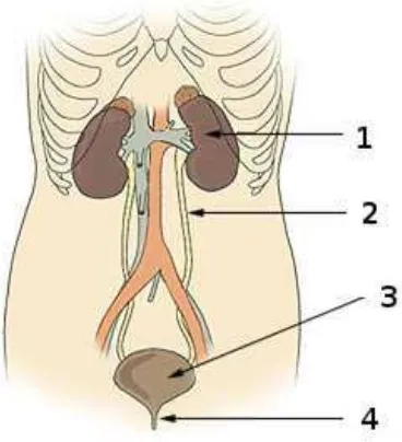 Figure 2.9 – Urinary System 