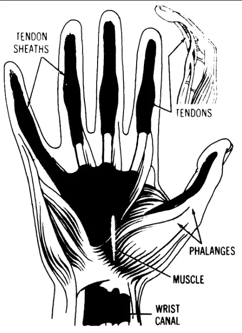 Figure 1–3. Diagram of hand anatomy.