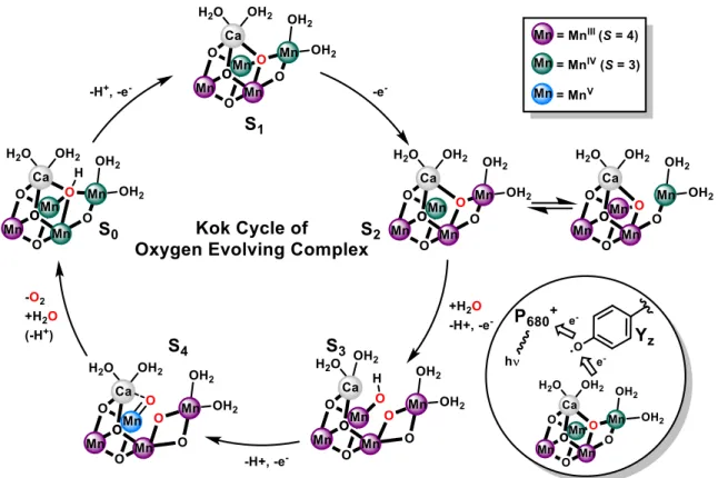 Figure 3. Contemporary proposed structures of the OEC in each stage of the Kok cycle. 