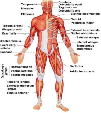 4. Gambar anatomi susunan otot kerangka manusia