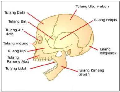 6. Gambar anatomi tulang tengkorak