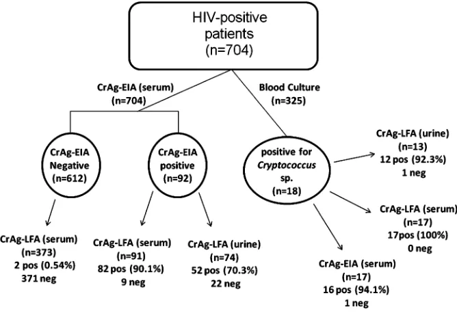 Figure 1.Flow chart of the specimen testing algorithm. A total of 704 sera were tested by cryptococcal antigen enzyme immunoassay (CrAg-EIA);from91 EIA-positive sera were tested by lateral flow immunoassay (LFA); a subset of CrAg-EIA–negative sera (n 5 373