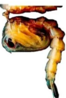 Gambar 2.4 Pupa Aedes aegypti 13 
