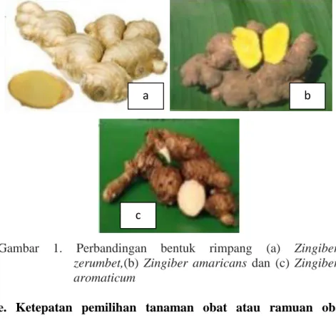 Gambar  1.  Perbandingan  bentuk  rimpang  (a)  Zingiber  zerumbet,(b)  Zingiber  amaricans  dan  (c)  Zingiber  aromaticum 