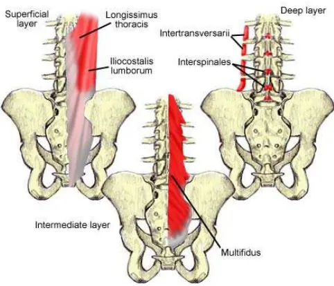 Gambar 4. Ligamentum pada tulang belakang. Dikutip dari: Kishner S & Gest TR. Lumbar Spine