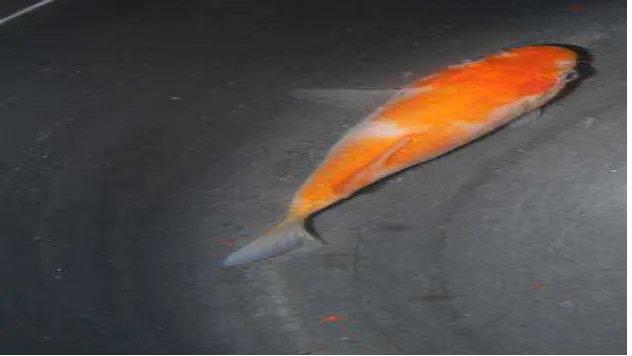 Gambar 2. Ikan Koi 