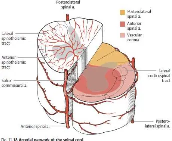 Gambar 1. Arterial network pada medula spinalis 
