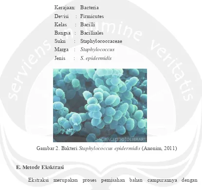 Gambar 2. Bakteri Staphylococcus epidermidis (Anonim, 2011) 