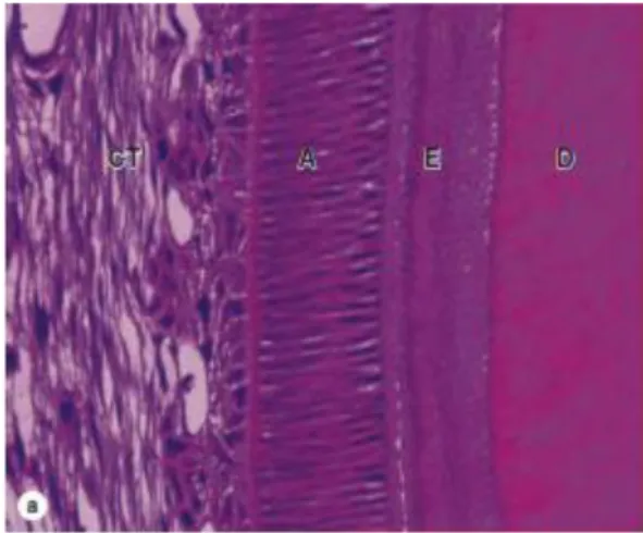 Gambar 4. Struktur Histologis Enamel (Mescher, 2016)  E (Enamel), D (Dentin), A (Ameloblast), CT (Connective Tissue) 