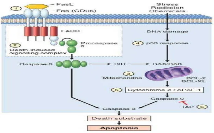 Gambar 2.4 Peran p53 dalam Proses Apoptosis (Kumar dkk., 2010)