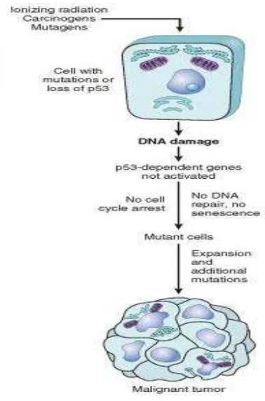 Gambar 2.5 Proses Karsinogenesis Akibat Kegagalan Peran p53 