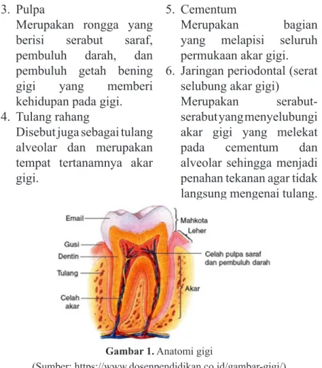 Gambar 1. Anatomi gigi