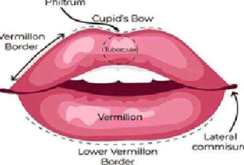 Gambar 8. Anatomi bibir (Sumber: Lips. Oral Anatomy. https://www.
