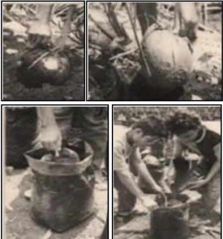 Gambar 5. Pemindahan benih kelapa ke dalam polibeg.