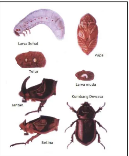 Gambar 11.  Telur, Pupa, Larva, dan Kumbang Oryctes rhinoceros  dewasa (jantan dan betina)