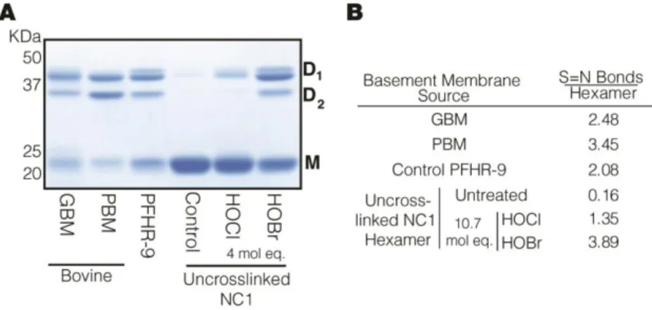 Figure 4. Quantitation of sulfilimine (S=N) crosslinked peptides (associated with Figure 3)   (previous page) 