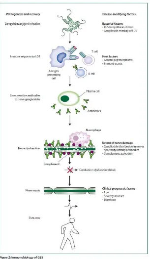 Gambar 4. Immunobiologi GBS 