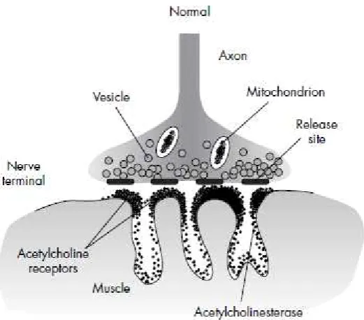 Gambar 2. Neuromuscular junction normal 