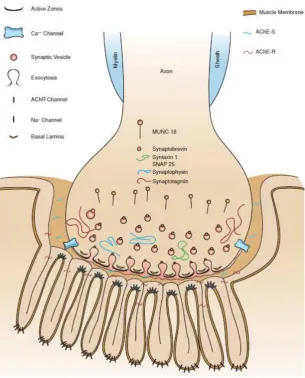 Gambar 3. Struktur Presinaptik 