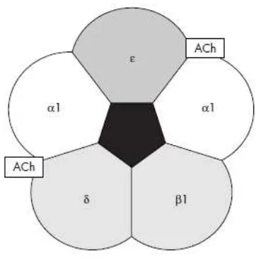 Gambar 5. Struktur reseptor asetilkolin 
