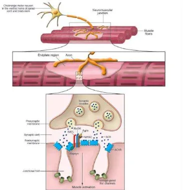 Gambar 6. Fisiologi Neuromuscular Junction 