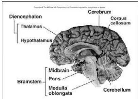 Gambar 1. Klasifikasi otak berdasarkan asal perkembangan