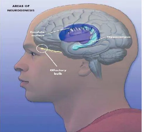 Gambar 4. Area otak tempat neurogenesis: hipokampus, nukleus kaudatus, dan