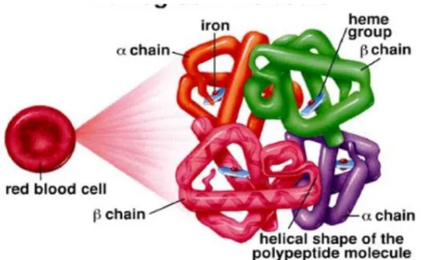 Gambar 2.2 Gambar Struktur Hemoglobin  