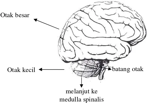 Gambar 1. Otak tampak samping 