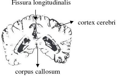 Gambar 2. Otak tampak atas 