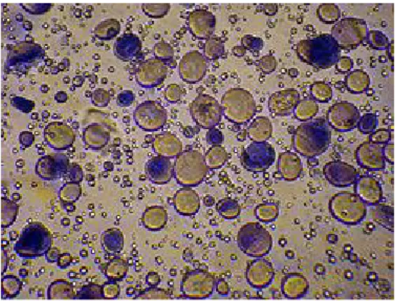 Gambar 2.1 Butir-butir pati, salah satu jenis karbohidrat cadangan makanan pati tumbuhan, dilihat dengan mikroskop cahaya