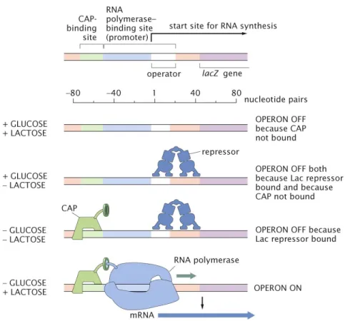 Figure 1.2: Regulation of the lac operon. The top schematic illustrates the key DNA regions of the lac operon