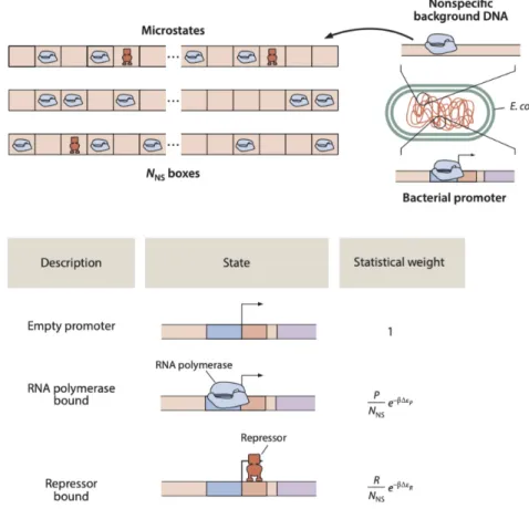 Figure 1.6: States and weights for simple repression. Figure adapted from Phillips et al., 2019.