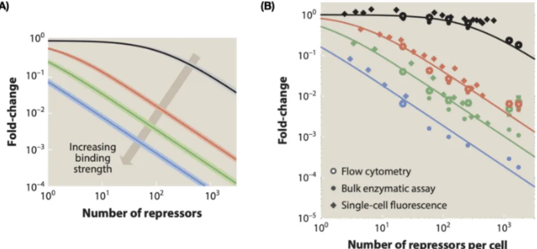 Figure 1.7: Theory meets experiment for simple repression. (A) Shows the predic- predic-tion of how gene expression should change with increasing number of repressors, for four different binding sites