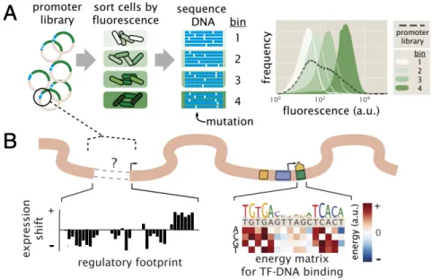 Figure 1.10: The Sort-Seq protocol. (A) By mutagenizing a promoter region of interest driving expression of some reporter protein, we can obtain cells with varying levels of fluorescence