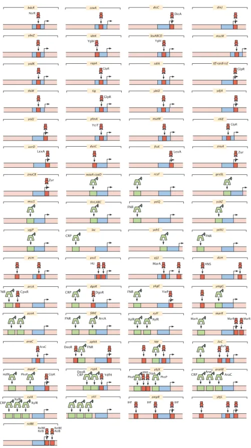 Figure 1.14: All regulatory architectures uncovered in this study. (Continued on the following page.)